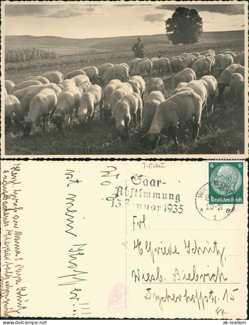 Ansichtskarte Beruf Landwirtschaft Schäfer Herde 1935  Stempel Saarabstimmung - Campesinos