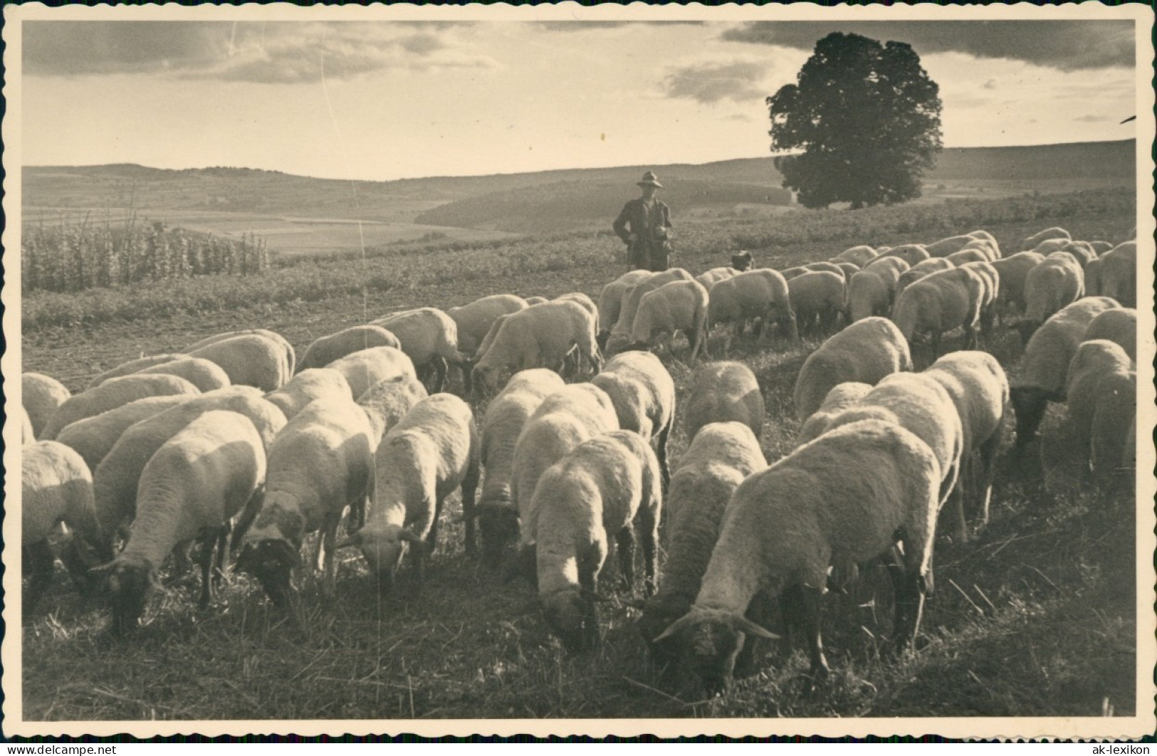 Ansichtskarte Beruf Landwirtschaft Schäfer Herde 1935  Stempel Saarabstimmung - Campesinos