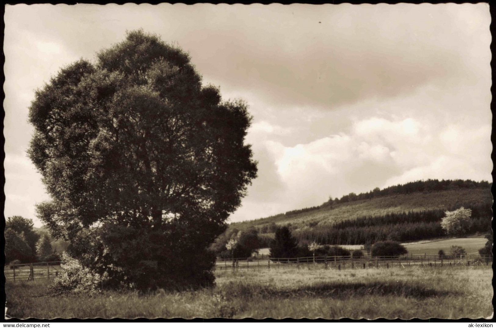 Ansichtskarte Neuhaus Im Solling-Holzminden Umland Wald Partie 1957 - Holzminden