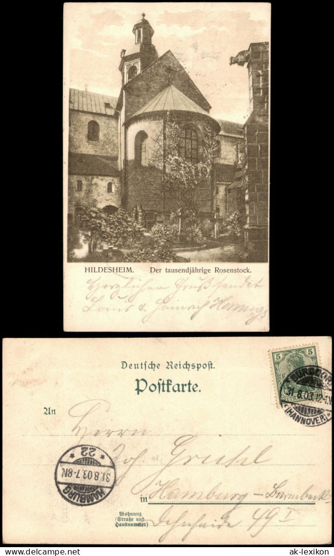 Ansichtskarte Hildesheim Rosenstock Der Tausendjährige Rosenstock 1903 - Hildesheim