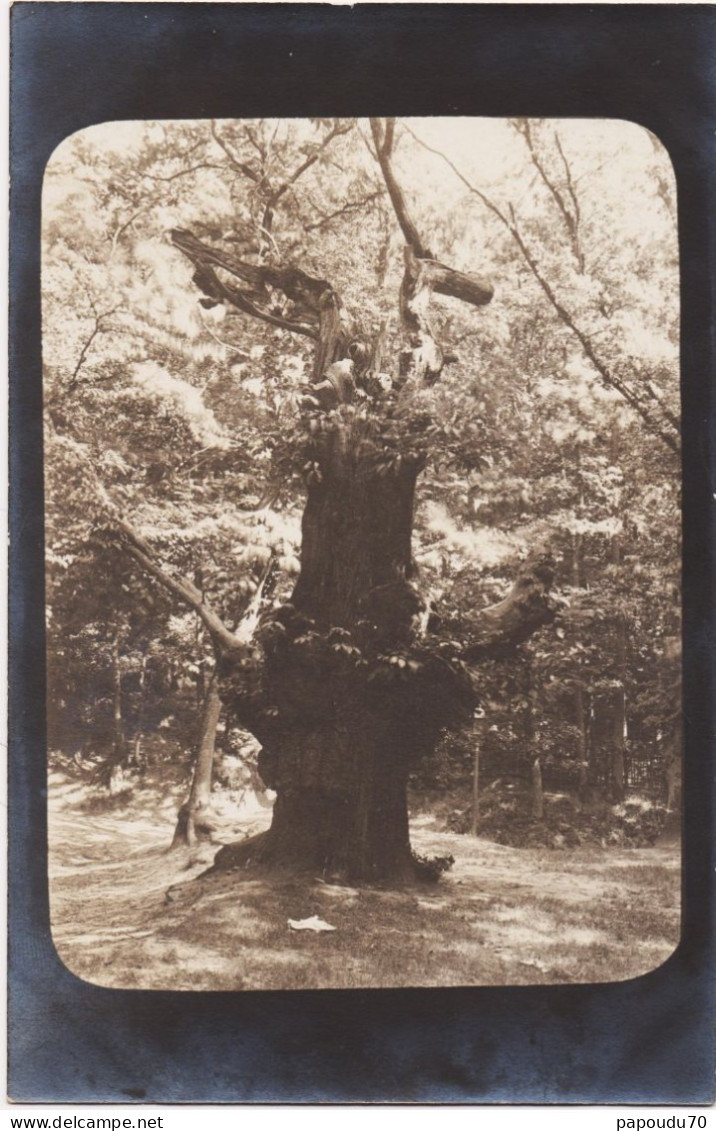 CPA  FRANCE  -- CARTE PHOTO  -- CARTE A IDENTIFIER VEIL ARBRE REMARQUABLE CHENE TILLEUL OLIVIER ?? - Photos