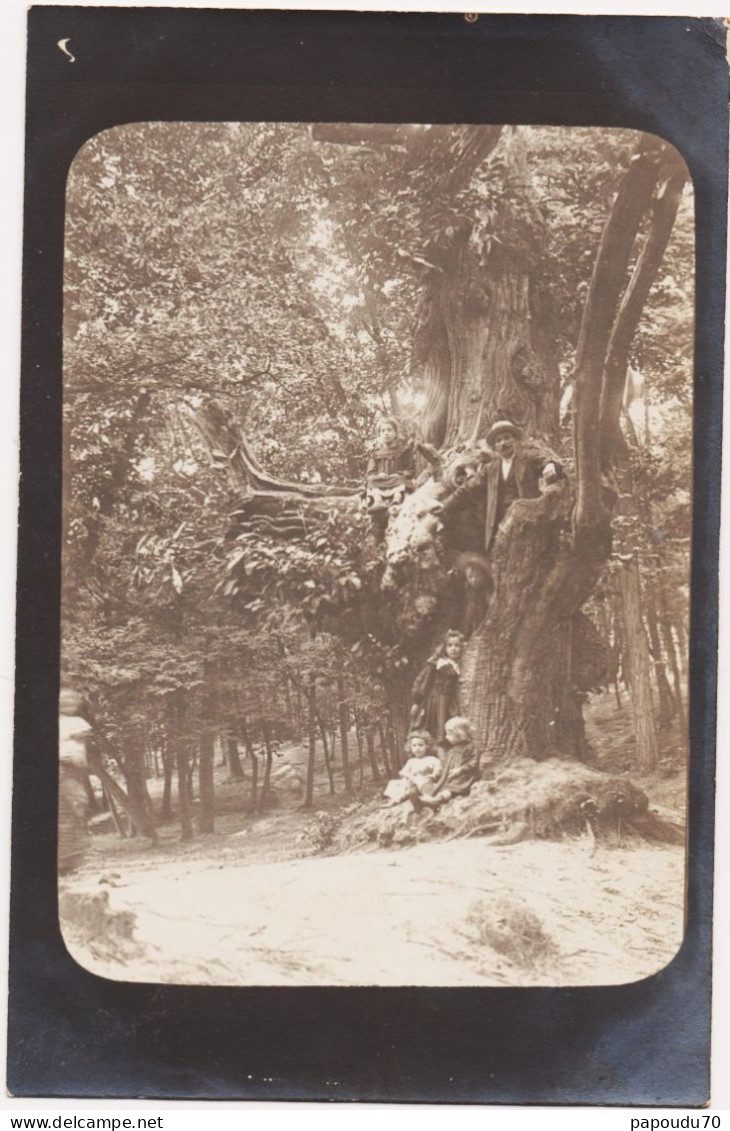 CPA  FRANCE  -- CARTE PHOTO  -- CARTE A IDENTIFIER VEIL ARBRE REMARQUABLE CHENE TILLEUL OLIVIER ?? ANIME 5 PERSONNES - Photos