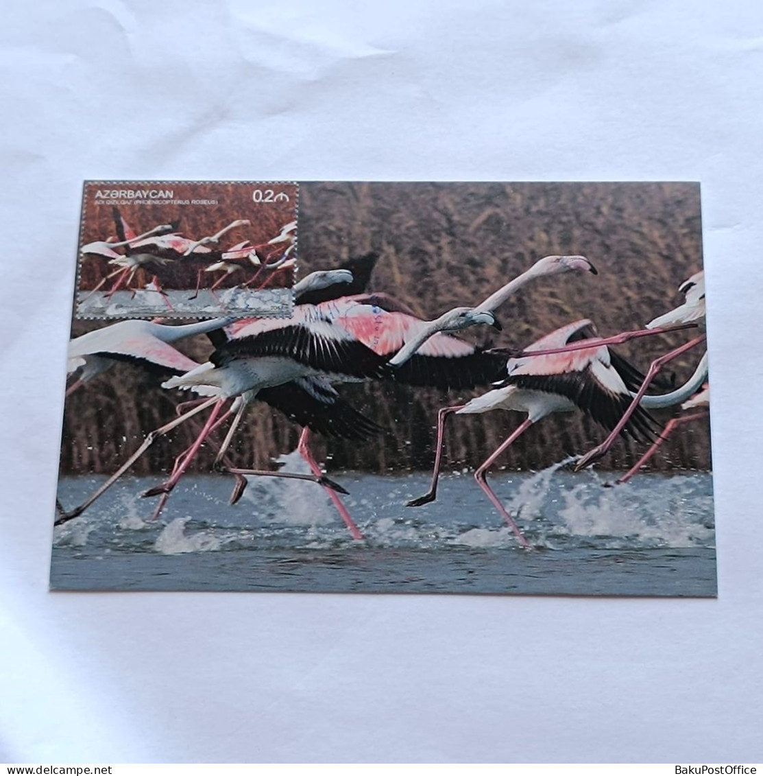 Azerbaijan 2017 Maximum Card The Nature Of Azerbaijan Greater Flamingo.  - Aserbaidschan