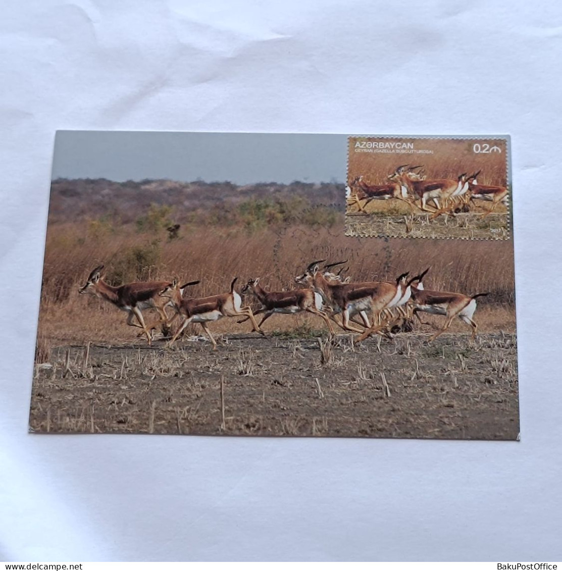 Azerbaijan 2017 Maximum CardThe Nature Of Azerbaijan Gaitered Gazelle - Azerbaïdjan