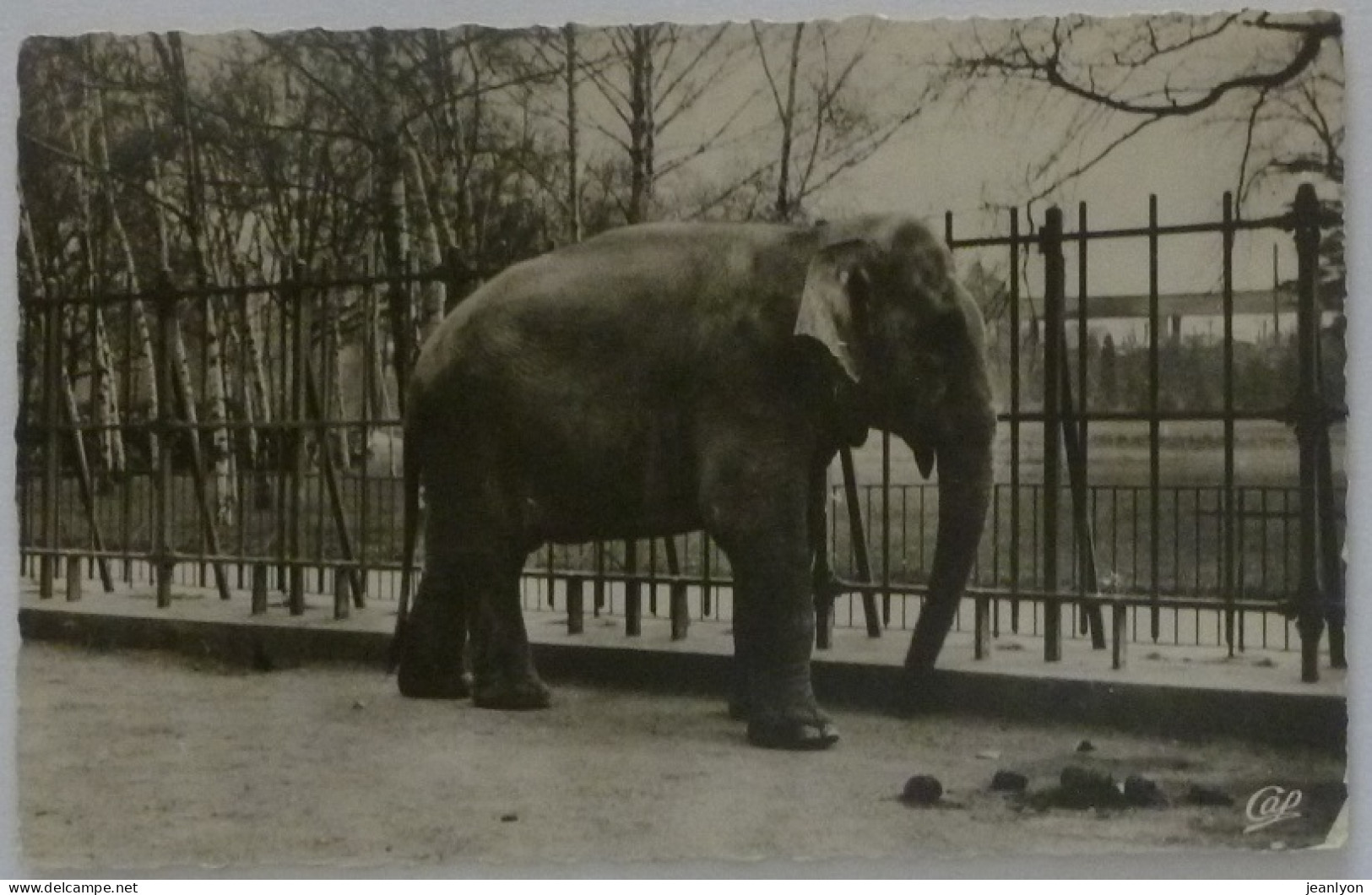 ELEPHANT - Parc De La Tete D'Or - LYON (69/Rhône) - Elefanten