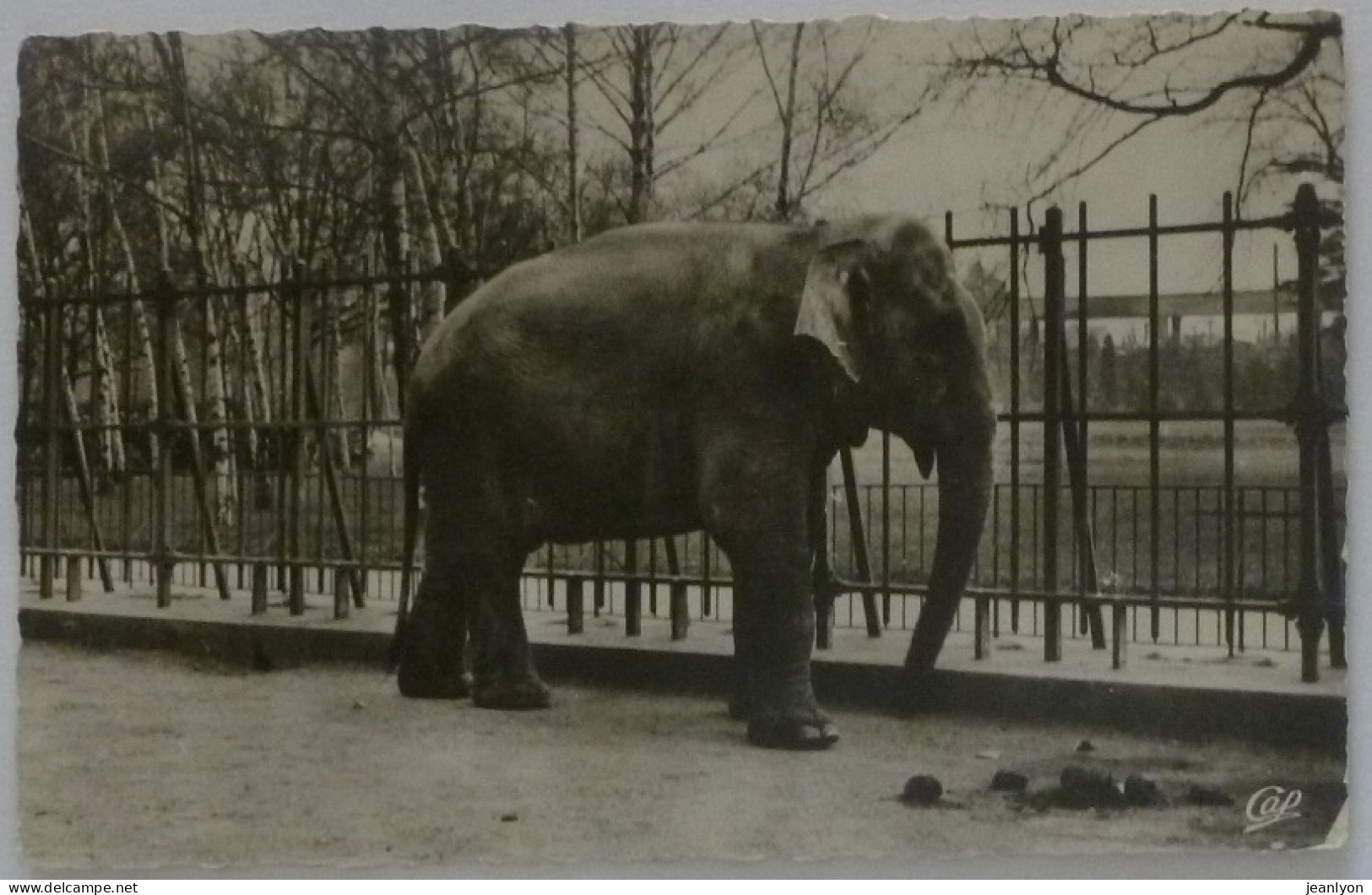 ELEPHANT - Parc De La Tete D'Or - LYON (69/Rhône) - Elefantes