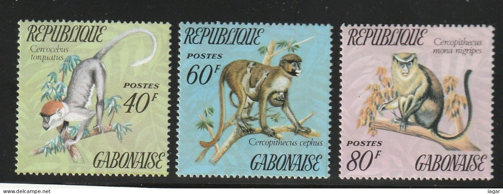 THEMATIC  ANIMALS, MONKEYS.  CERCOPITHECUS    - GABON - Scimmie