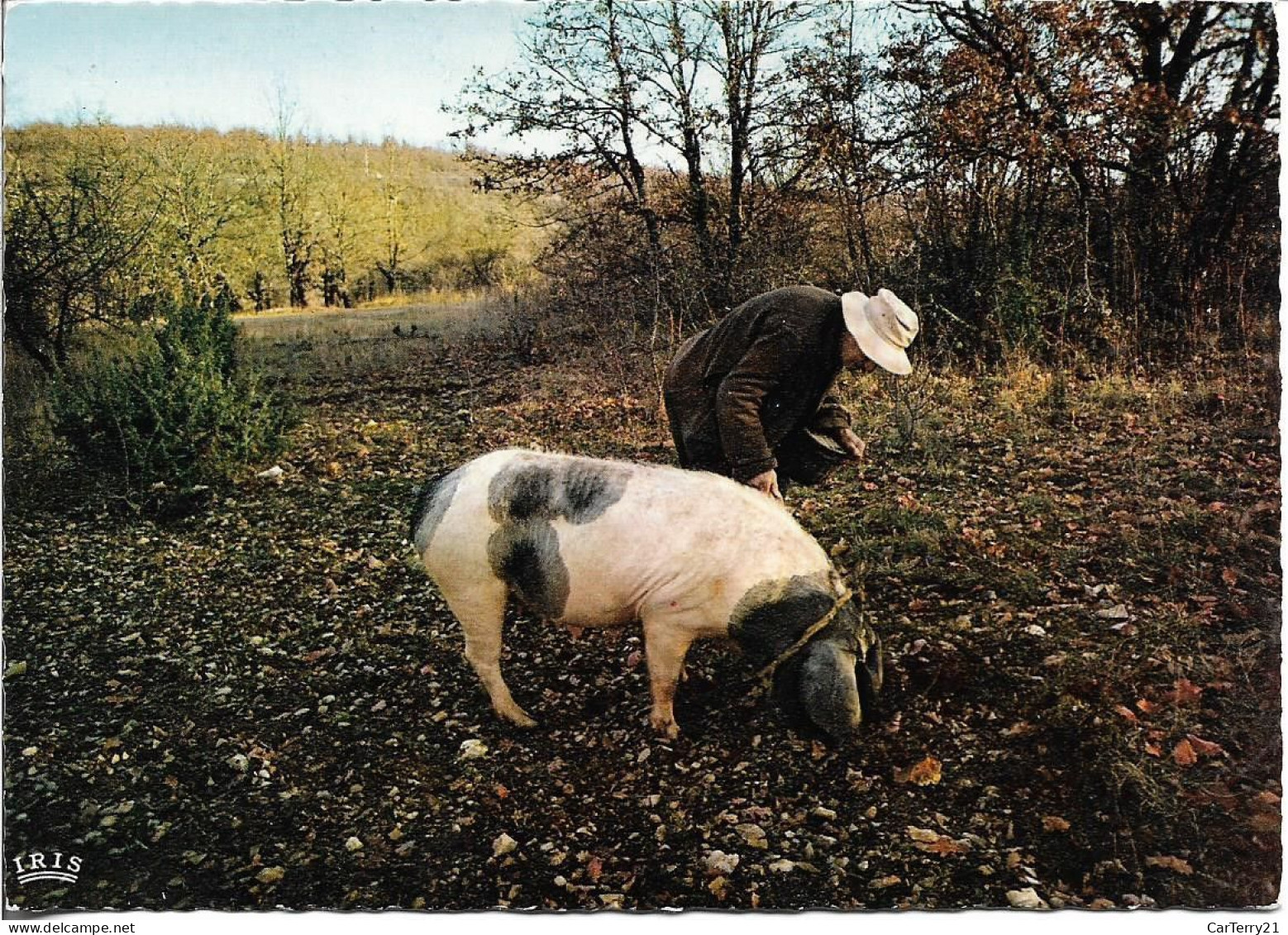 CPSM. PERIGORD. COCHON CHERCHEUR DE TRUFFES. - Schweine