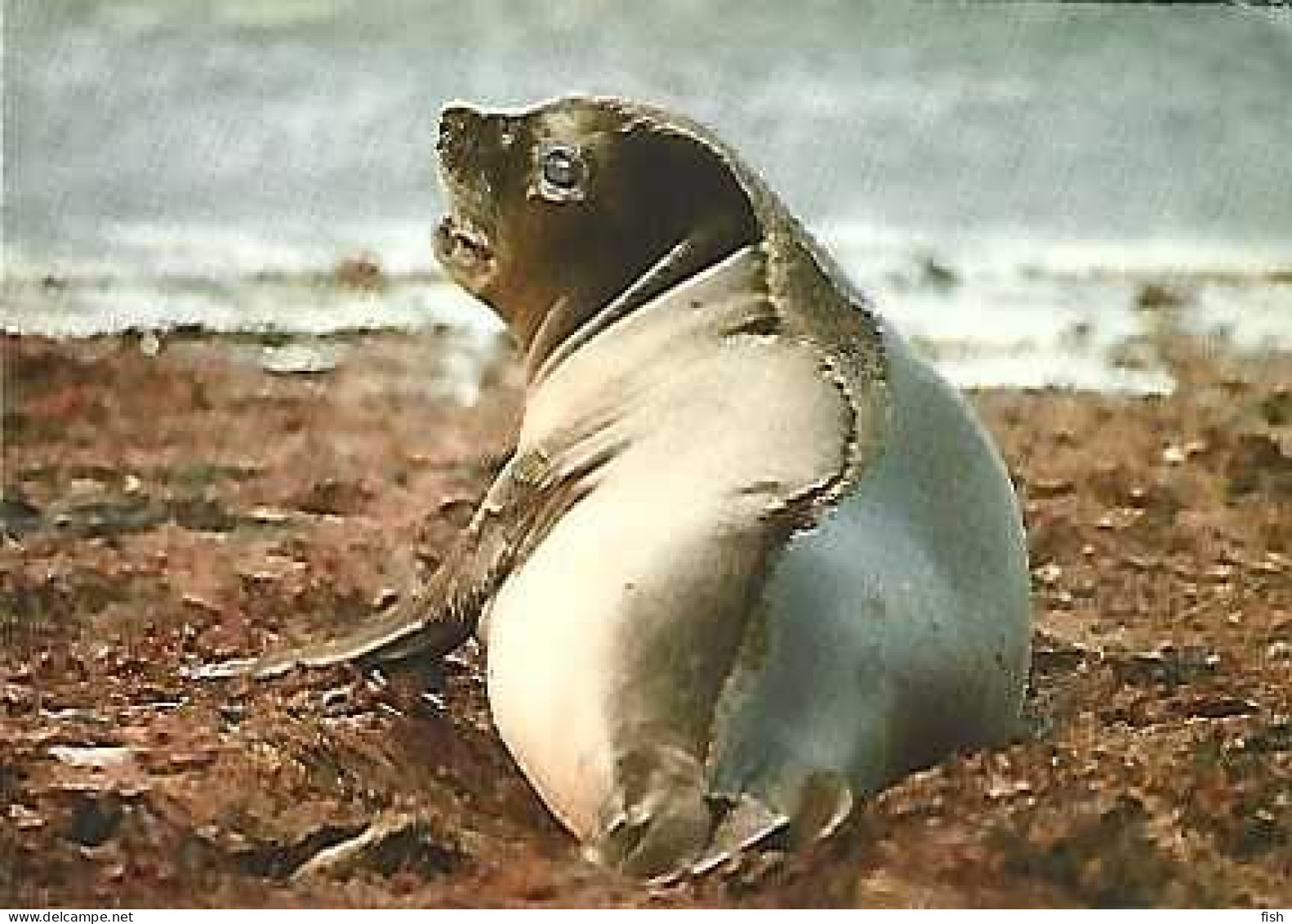 Falkland  & Marcofilia, Young Elephant Seal. Mount Pleasant To England 1989 (8898) - Islas Malvinas