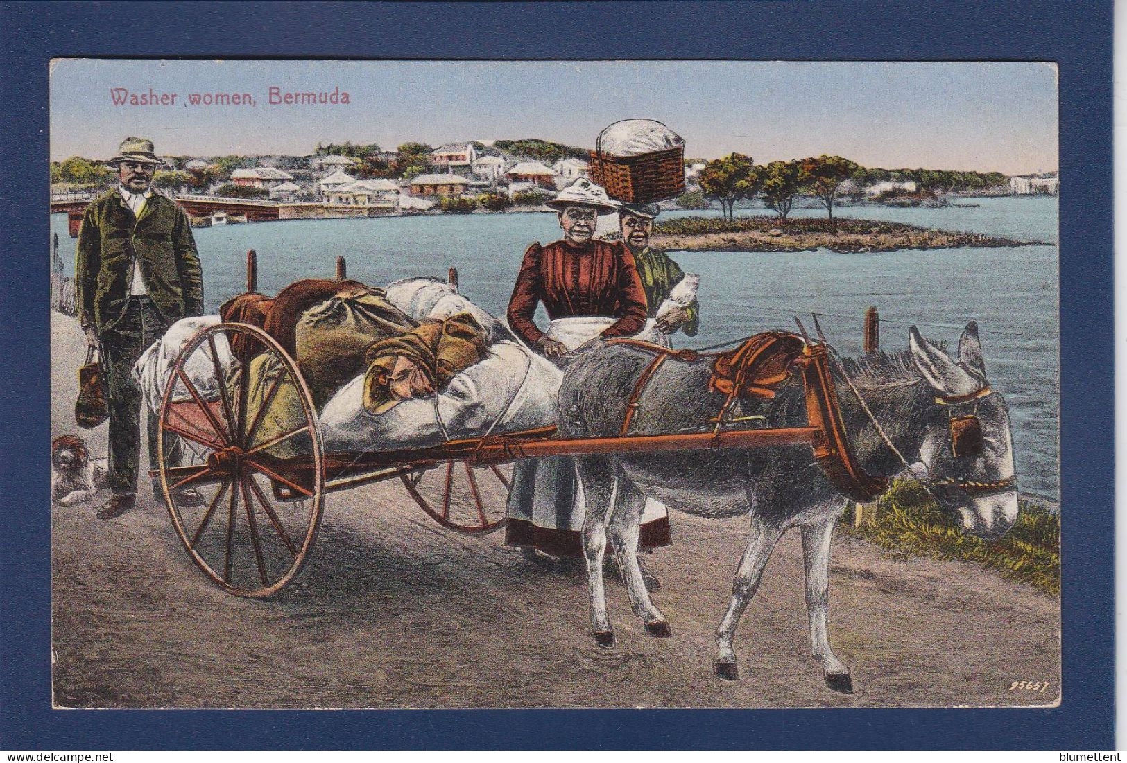 CPA Bermudes Bermuda Non Circulée Ane Donkey - Other & Unclassified