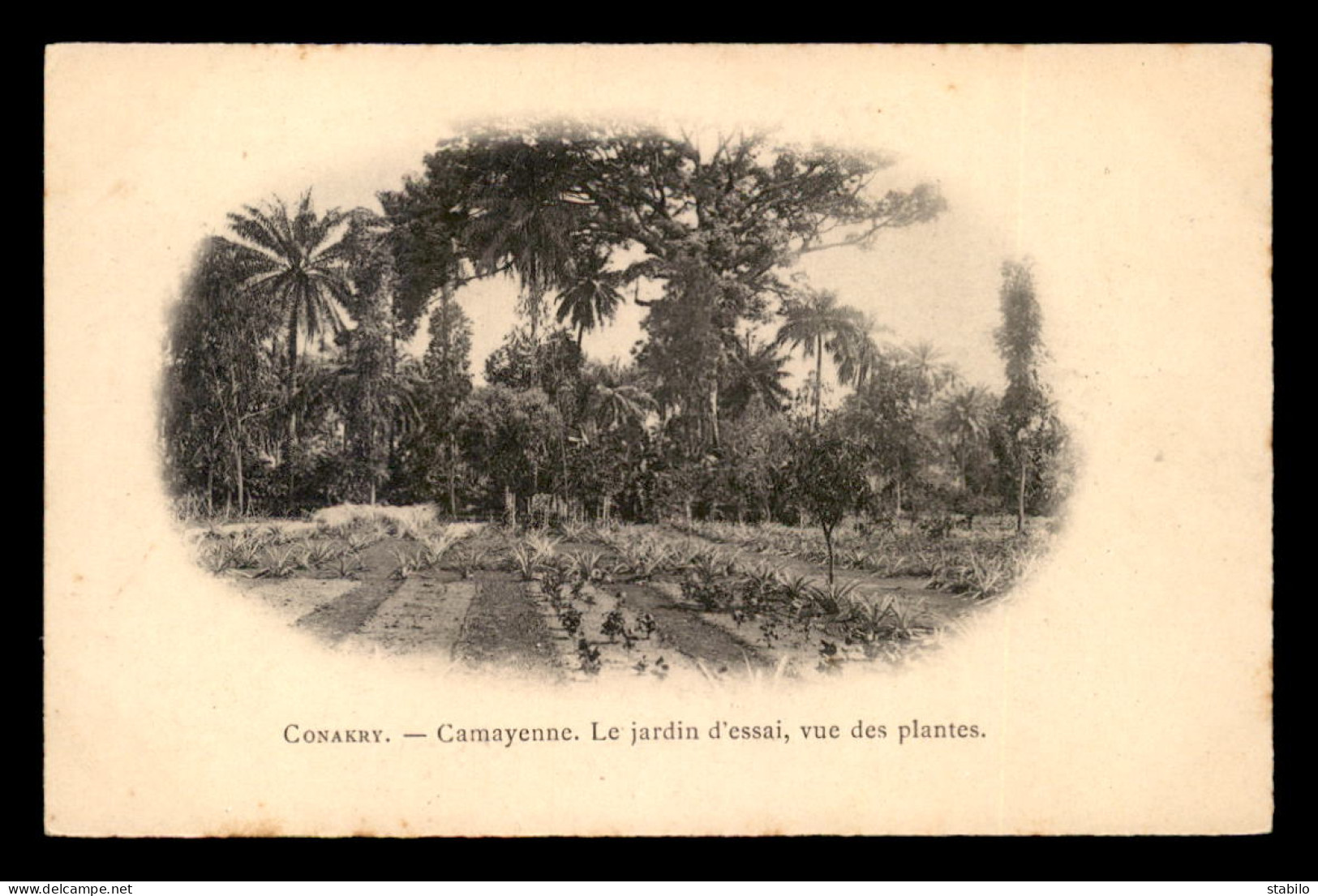 GUINEE - CONAKRY - CAMAYENNE - LE JARDIN D'ESSAI - VUE DES PLANTES - Guinée