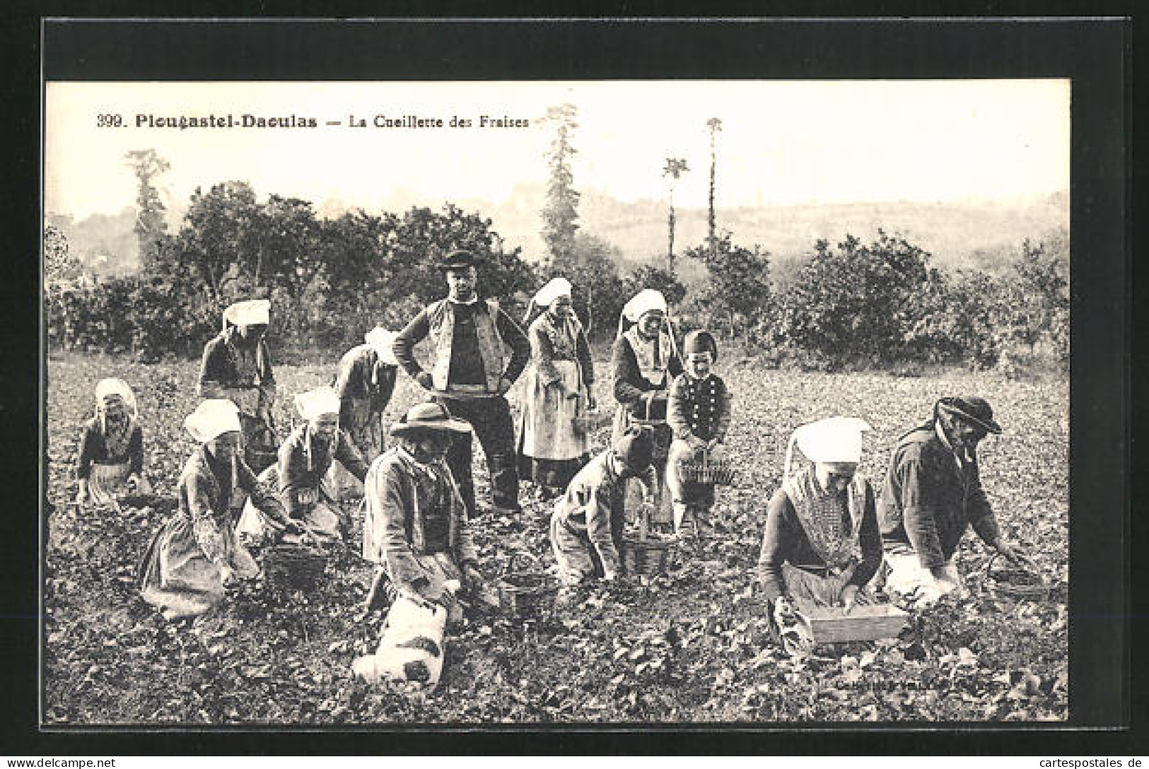 AK Plougastel-Daoulas, La Cueillette Des Fraises, Arbeiter Beim Pflücken Von Erdbeeren  - Cultivation