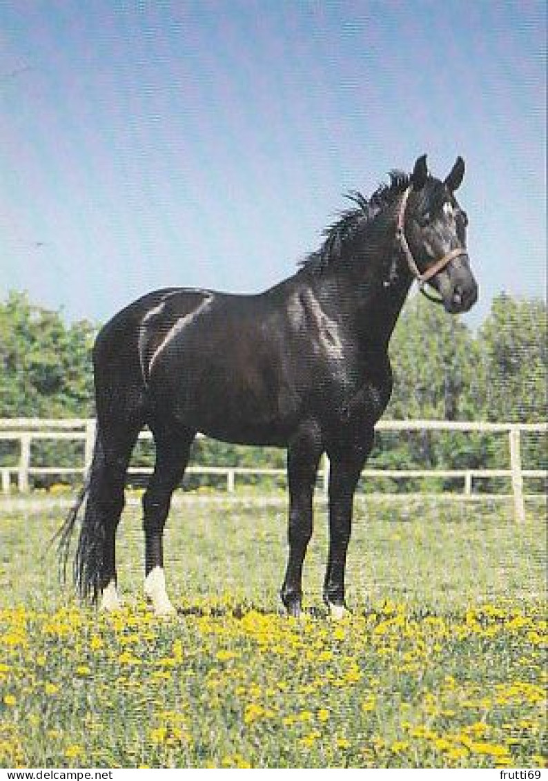 AK 212908 HORSE / PFERD - Pferde