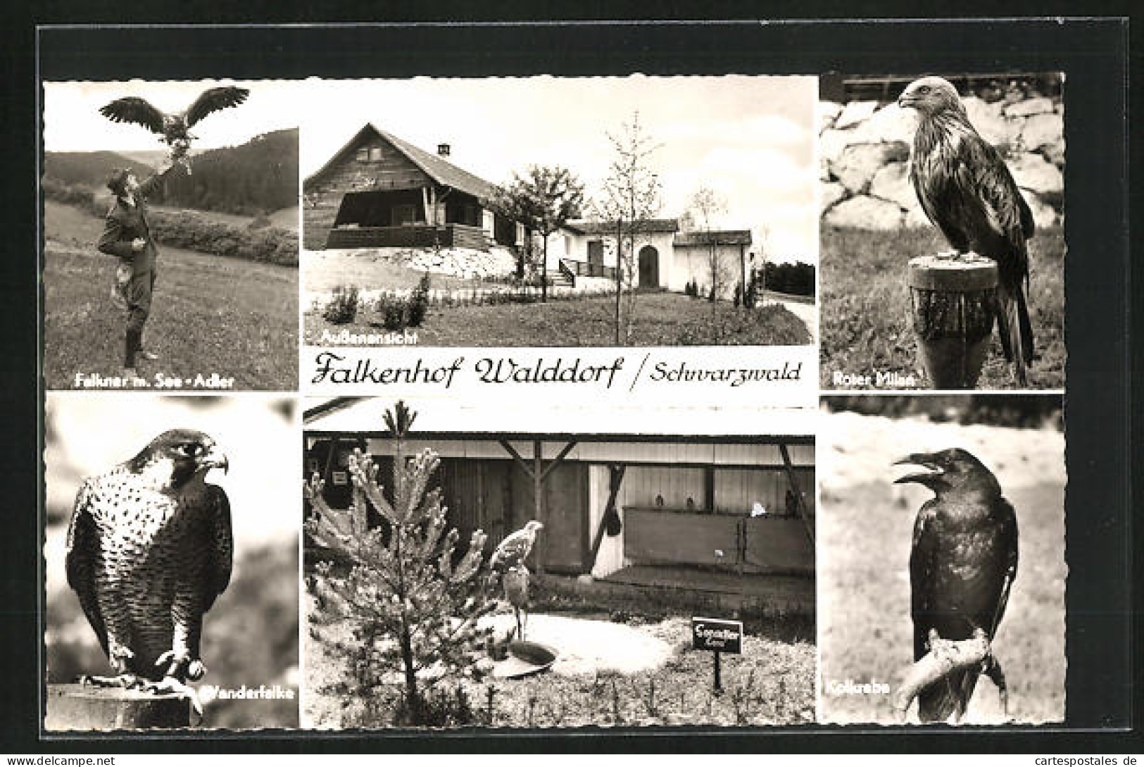 AK Nagold, Falkenhof Walddorf Im Schwarzwald, Aussenansicht, Falkner Mit See-Adler, Roter Milan, Kolkrabe, Wanderfalke  - Nagold