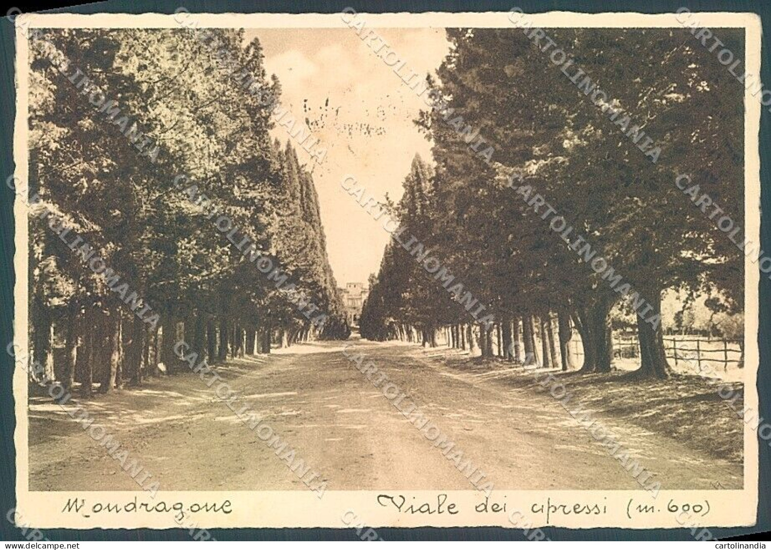 Caserta Mondragone Viale Dei Cipressi FG Cartolina JK5792 - Caserta