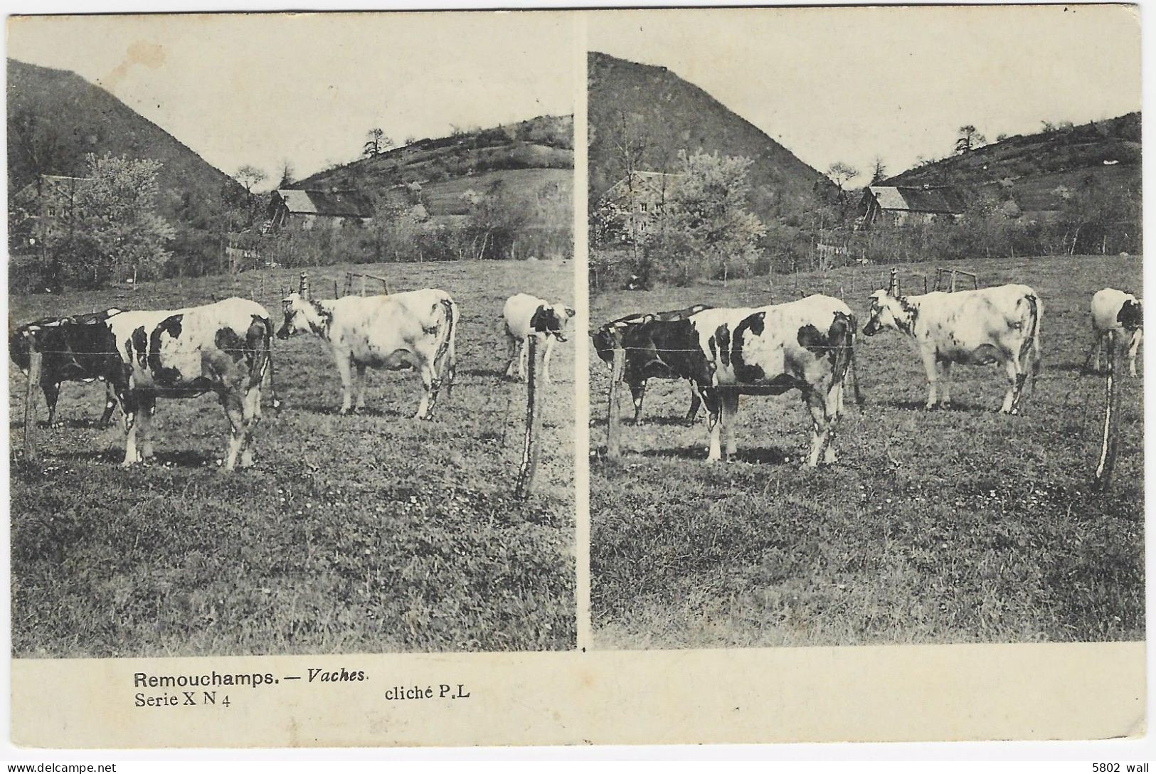 REMOUCHAMPS : Vaches - Cliché Stéréoscopique De Paul Lepage - 1908 - Aywaille