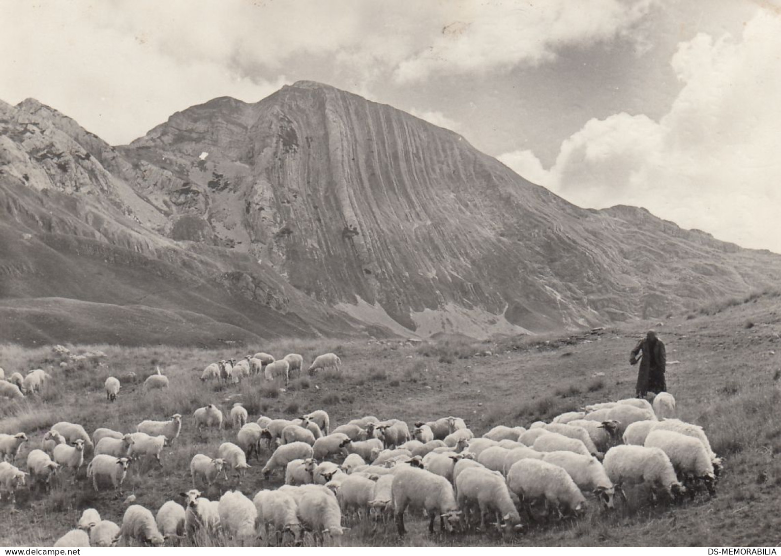 Durmitor - Prutas , Sheep Herd , Shepherd 1950 - Montenegro