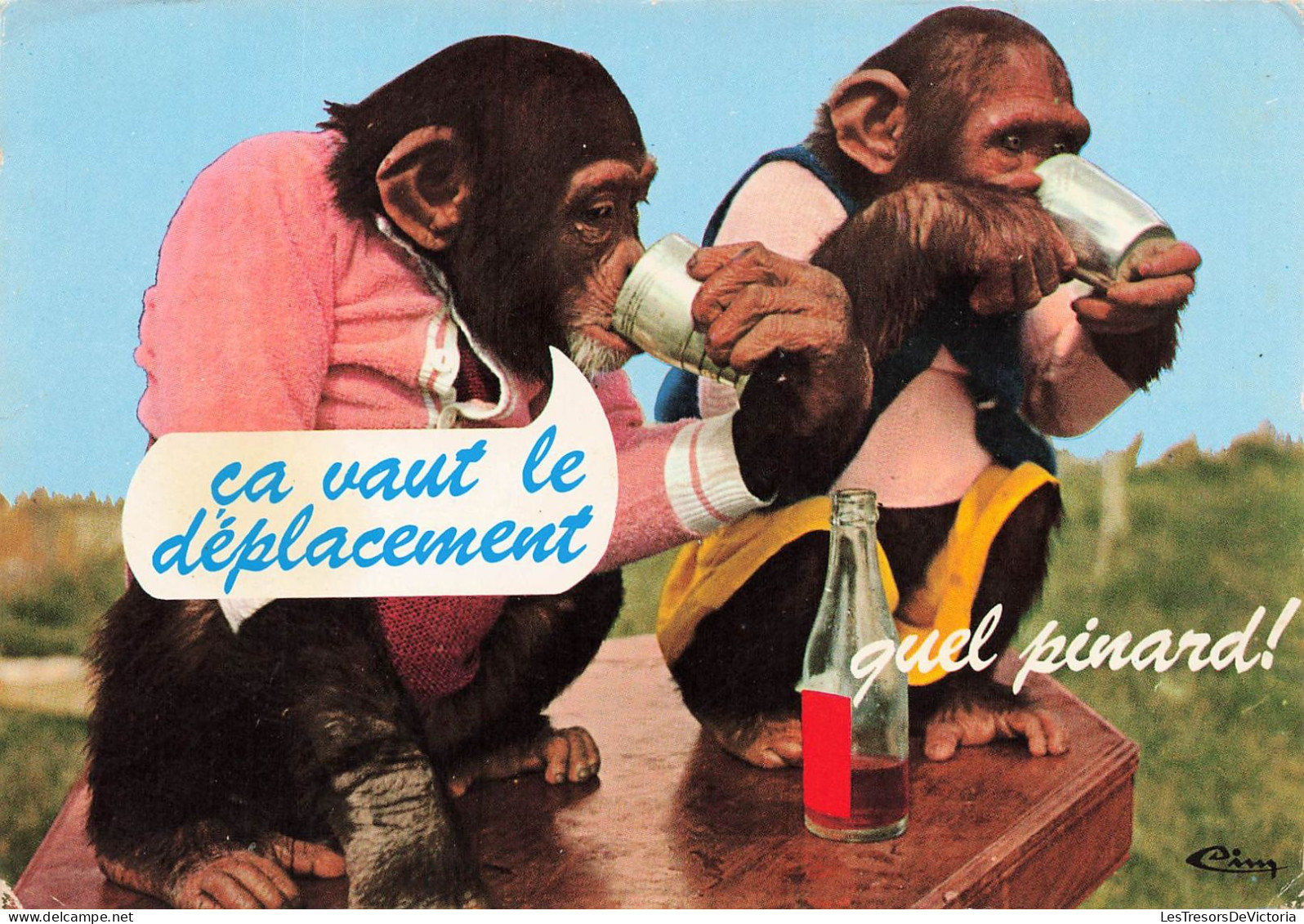 HUMOUR - ça Vaut Le Déplacement - Couple Jeunes Chimpanzés - Carte Postale - Humour