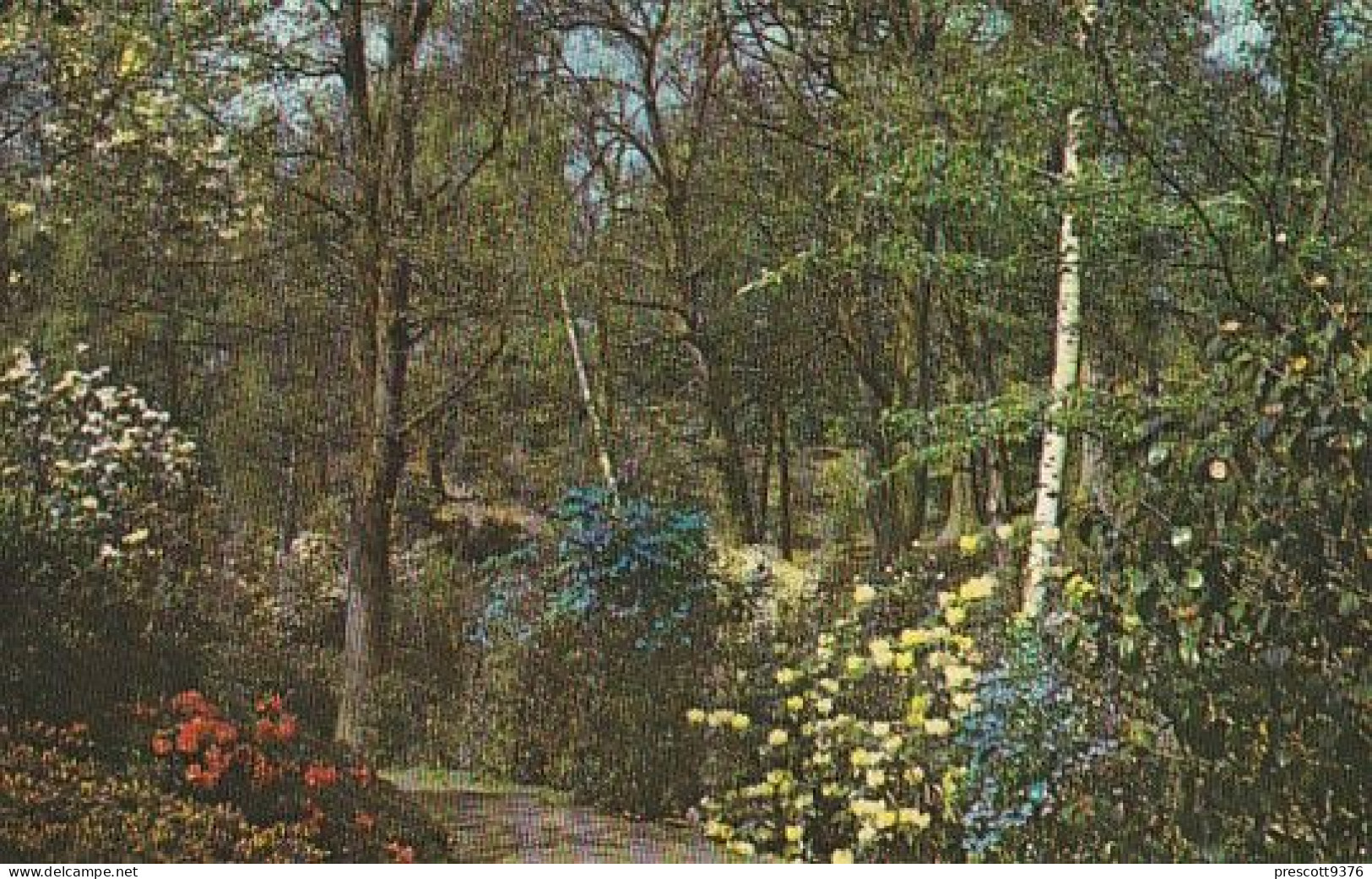 Windsor Great Park, Valley Garden -  Berkshire - Unused Postcard, Ber1 - Windsor