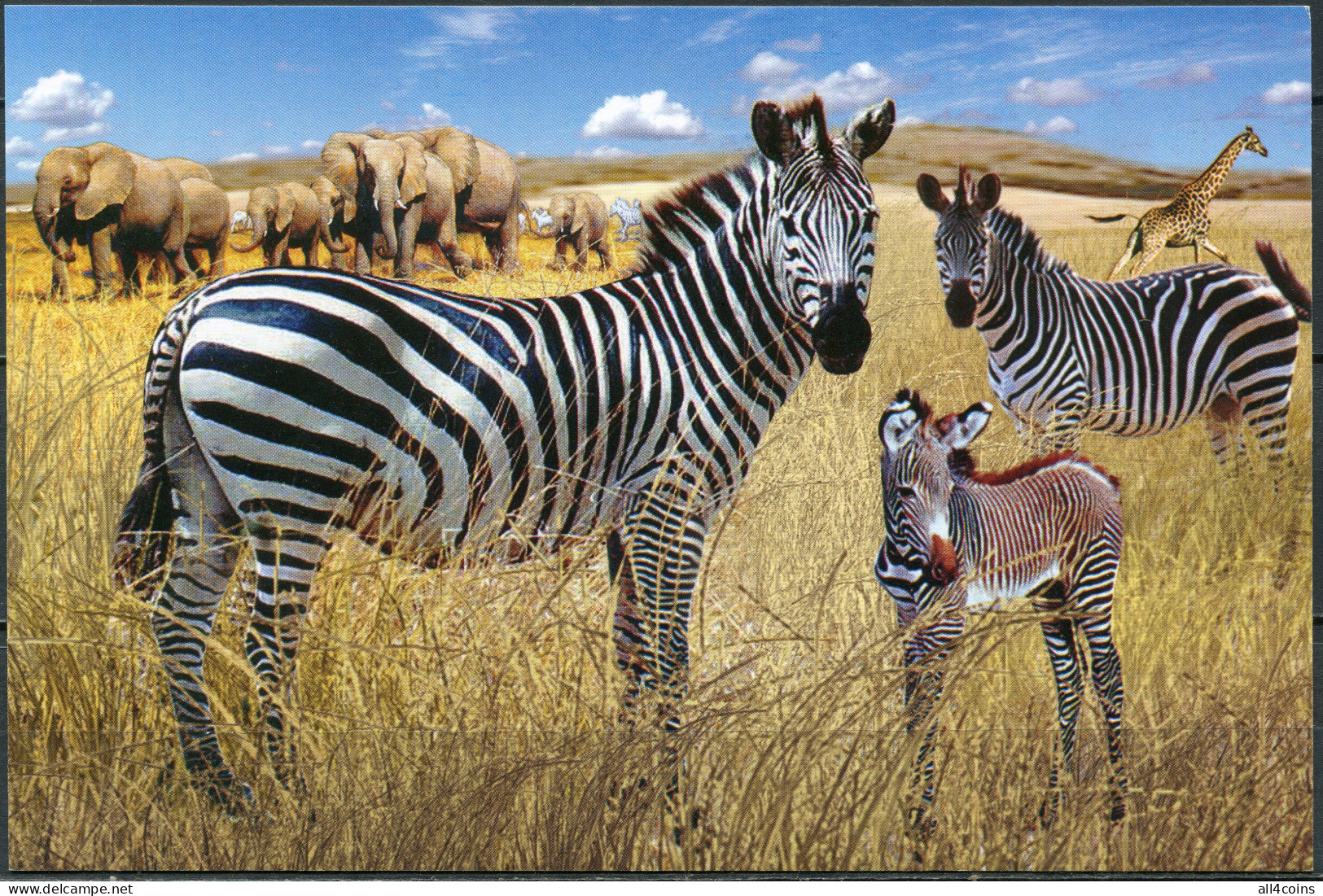 Korea. 2011. Burchell's Zebra (Equus Quagga Burchellii) (Mint) PostCard - Corée Du Nord
