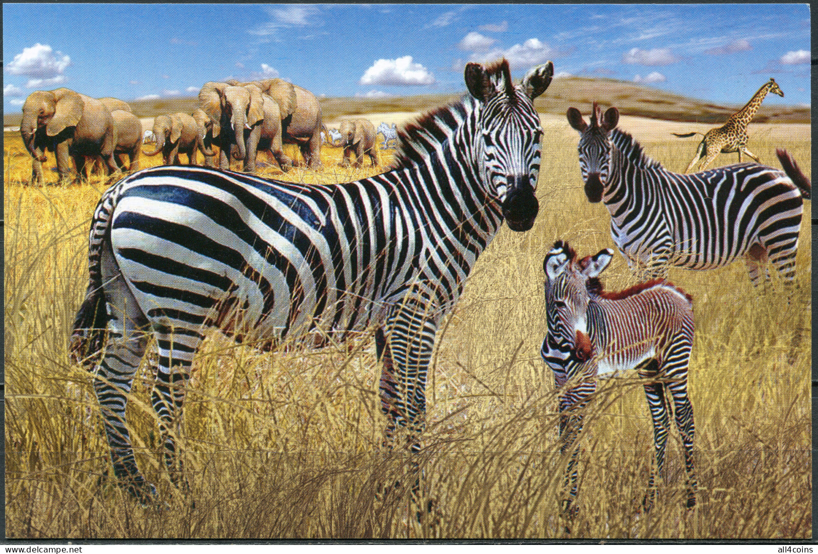 Korea. 2011. Burchell's Zebra (Equus Quagga Burchellii) (Mint) PostCard - Korea, North