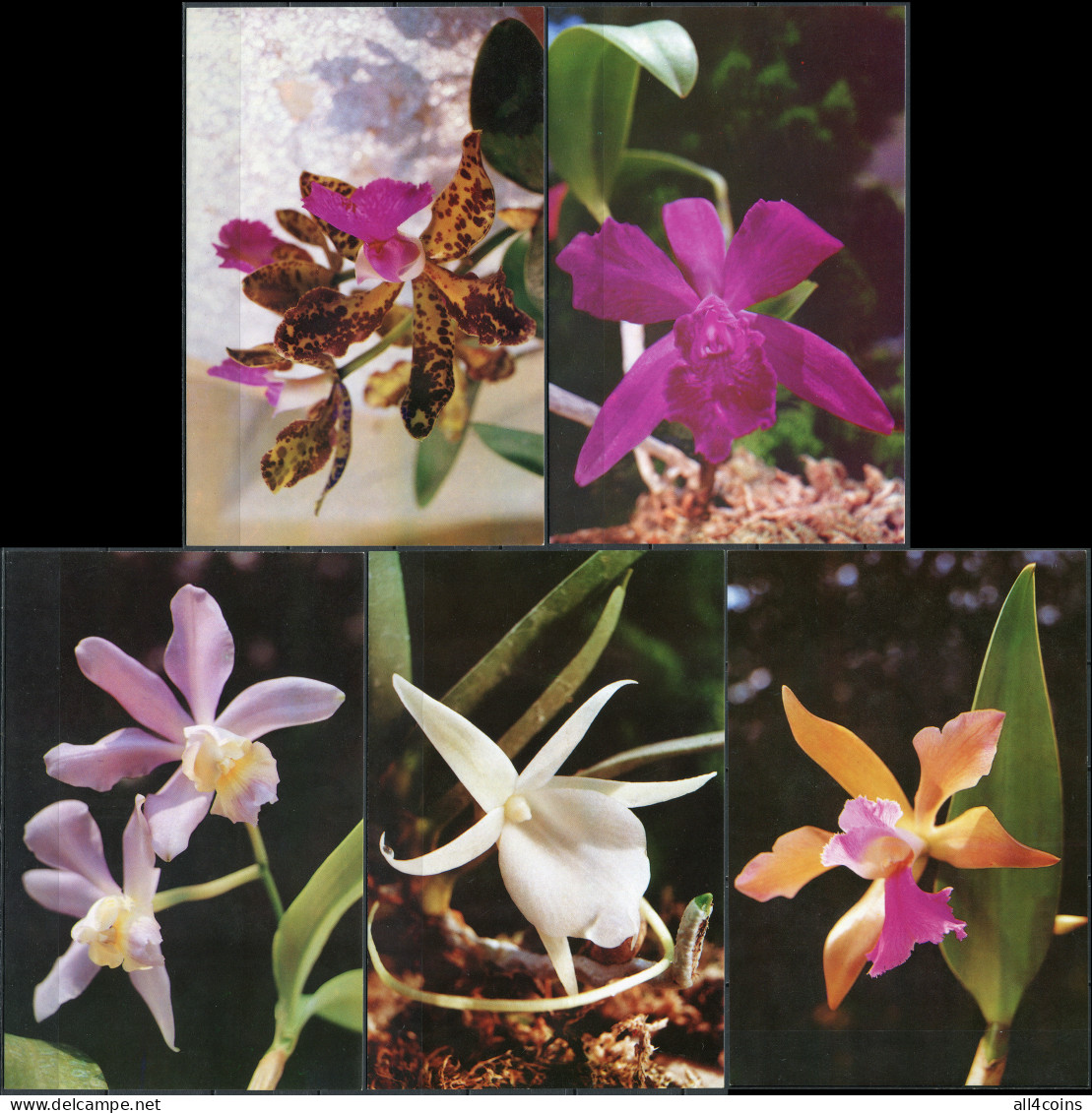 Korea. 2001. Orchids (Mint) Set Of 5 PostCards - Korea, North