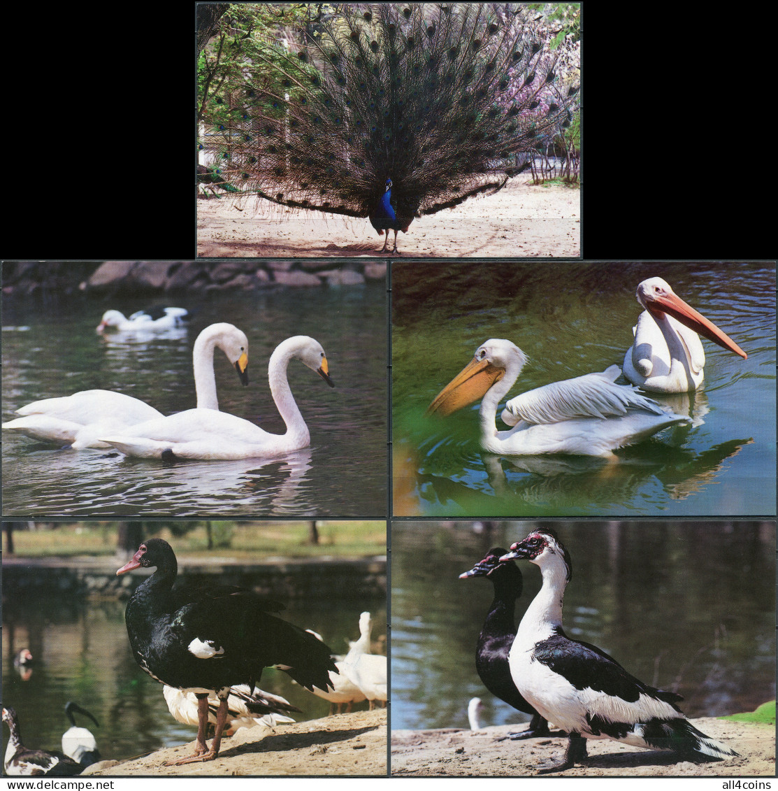 Korea. 2001. Korean Birds (Mint) Set Of 5 PostCards - Korea (Noord)