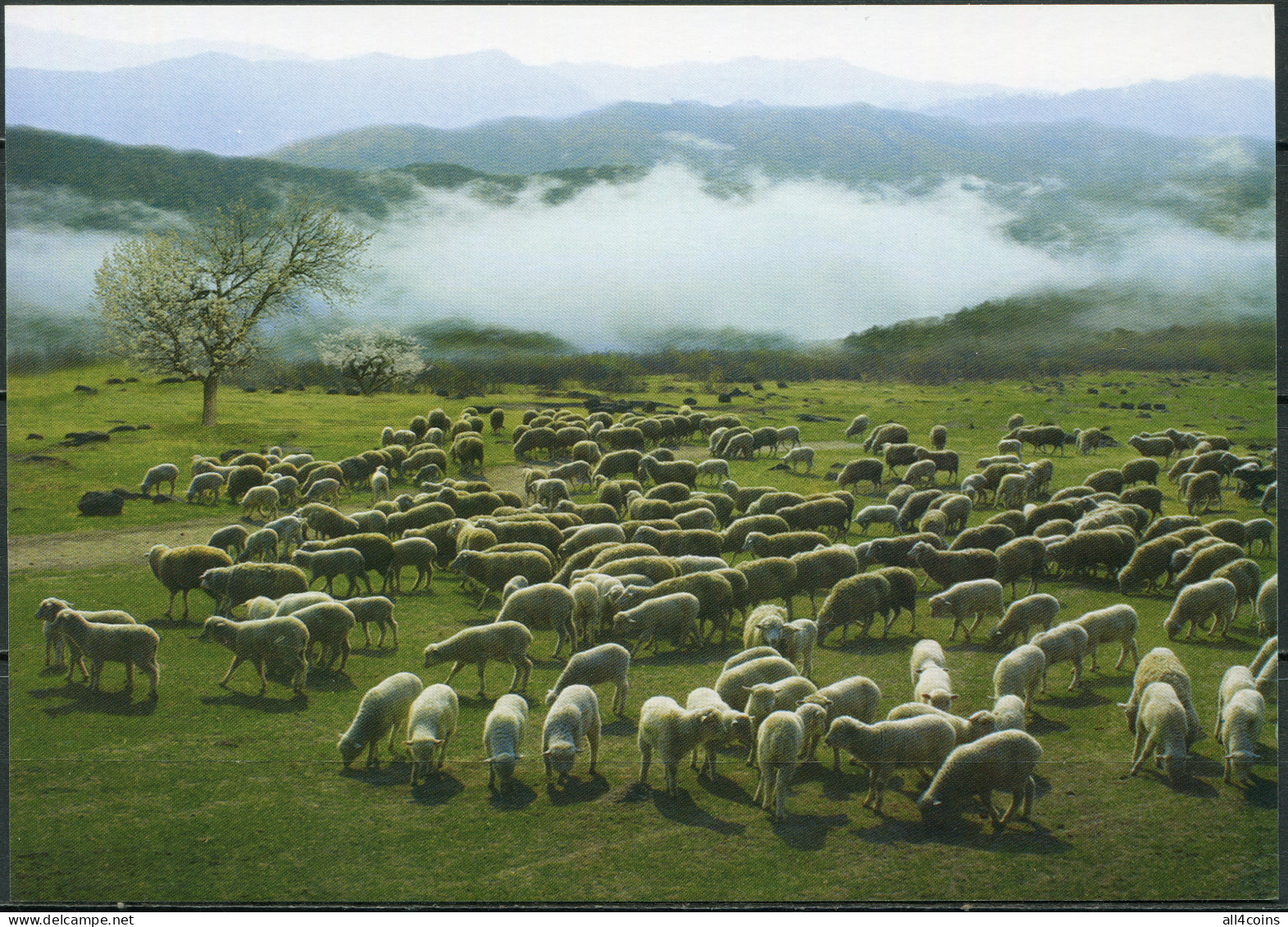 Korea. 2015. Sheeps (Mint) PostCard - Corea Del Norte
