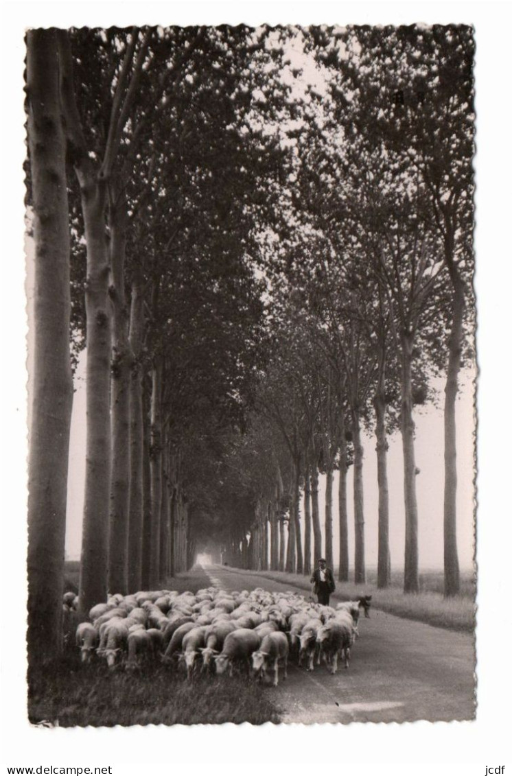 89 VERMENTON Environs De N° 251 - Photo Collin - Berger Et Ses Moutons Sur La Grande Route Bordée D'arbres - Vermenton