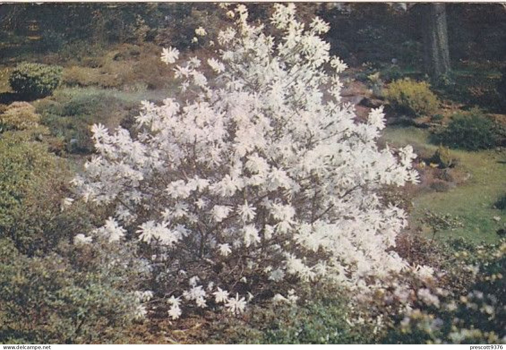 Magnolia, Valley Gardens, Windsor Great Park -  Berkshire - Unused Postcard, - Windsor