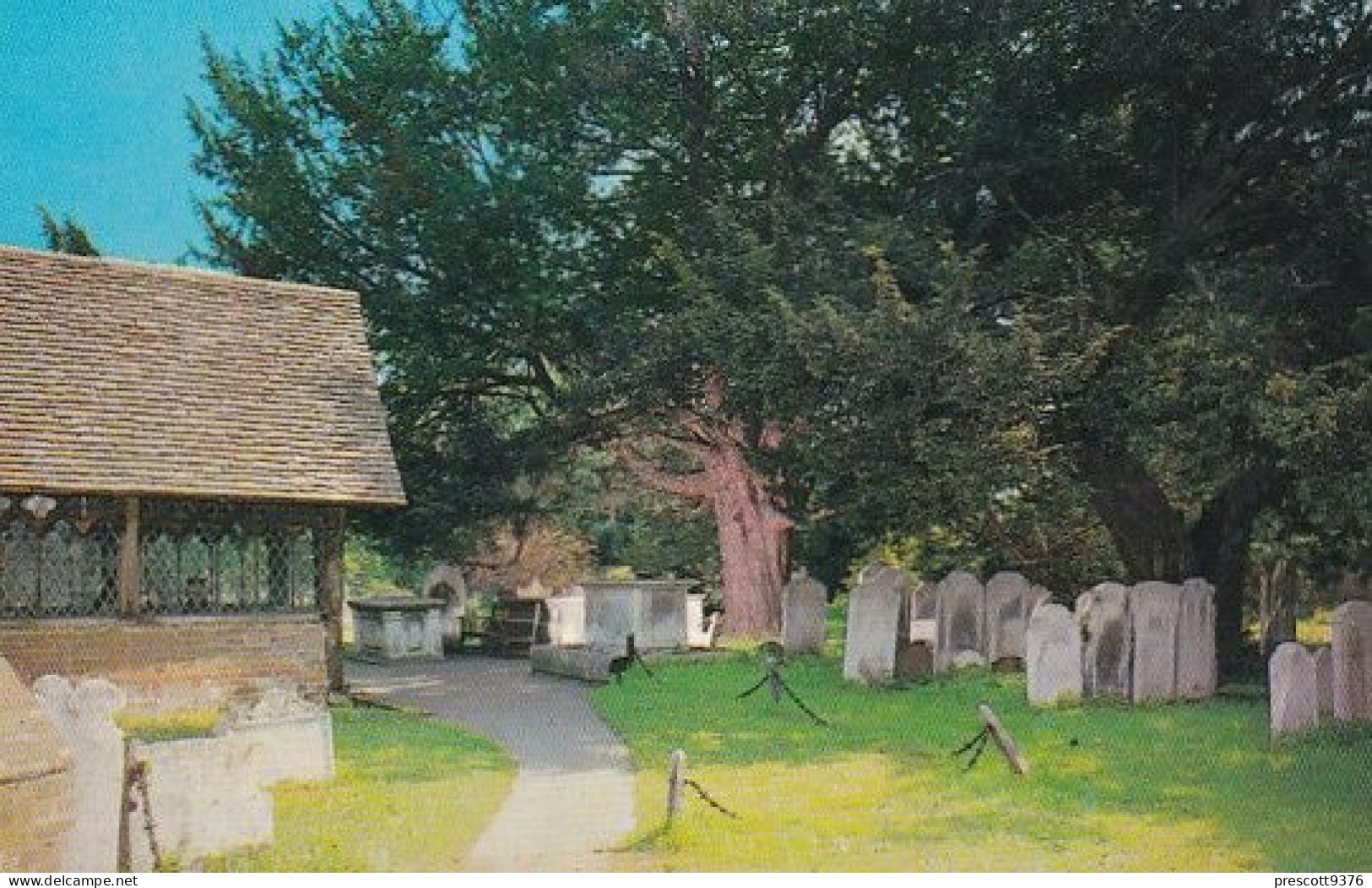 The Yew Tree, Stoke Poges Church - Buckinghamshire - Unused Postcard, Buc1 - Buckinghamshire