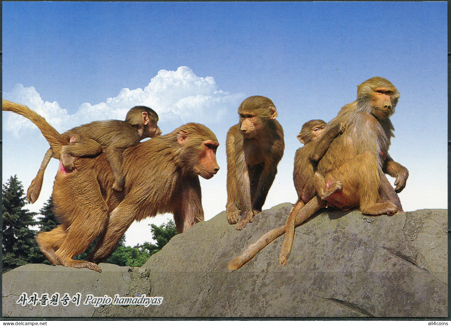 Korea. 2016. Monkey (Mint) PostCard - Korea (Nord)