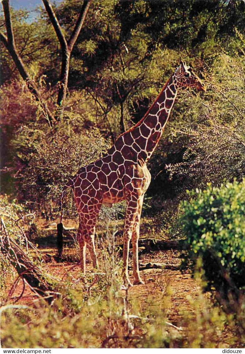 Animaux - Girafes - CPM - Voir Scans Recto-Verso - Giraffes