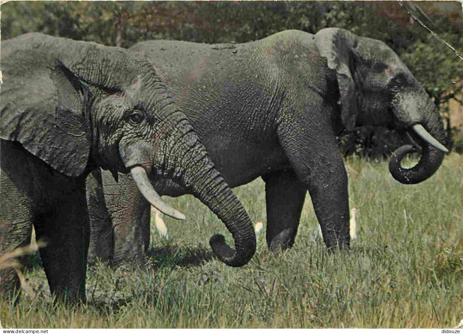 Animaux - Eléphants - CPM - Etat Pli Visible - Voir Scans Recto-Verso - Éléphants