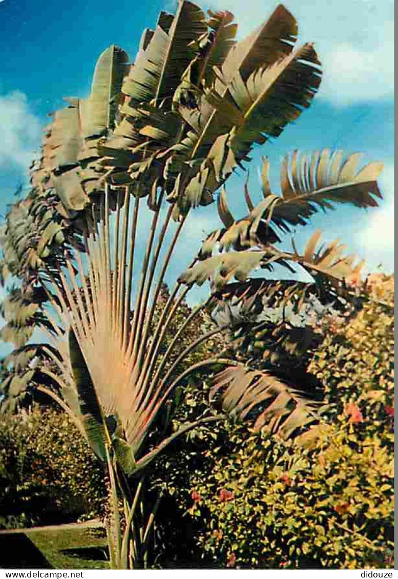 Antilles - L'arbre Du Voyageur - Carte Neuve - CPM - Voir Scans Recto-Verso - Andere & Zonder Classificatie