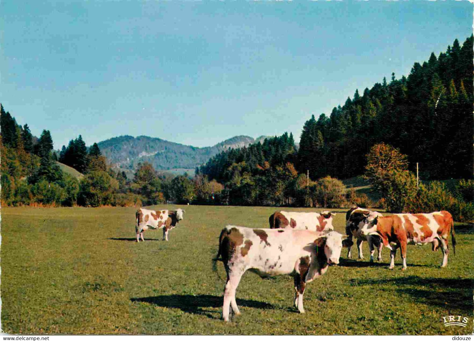 Animaux - Vaches - Paturage En Montagne - Carte Dentelée - CPSM Grand Format - Carte Neuve - Voir Scans Recto-Verso - Vaches