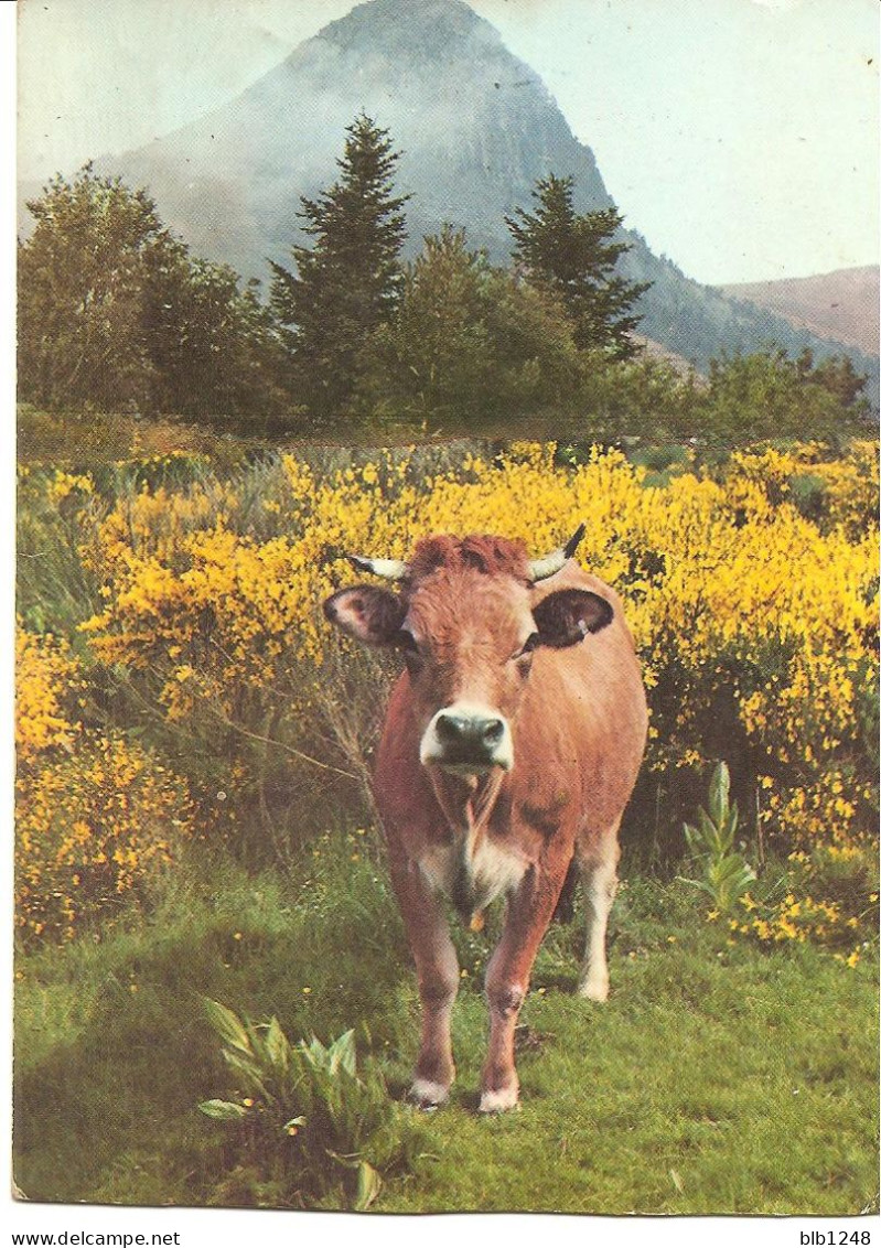 Animaux & Faune > Vache Au Mont Gerbier Des Joncs - Vaches