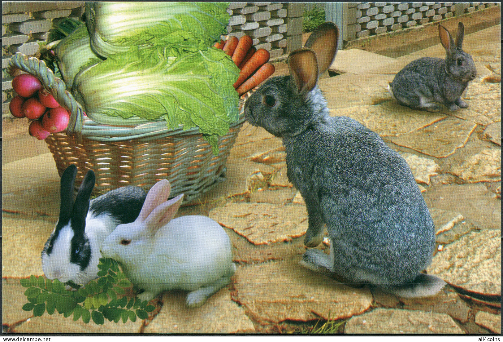 Korea. 2011. Rabbit (Mint) PostCard - Corée Du Nord