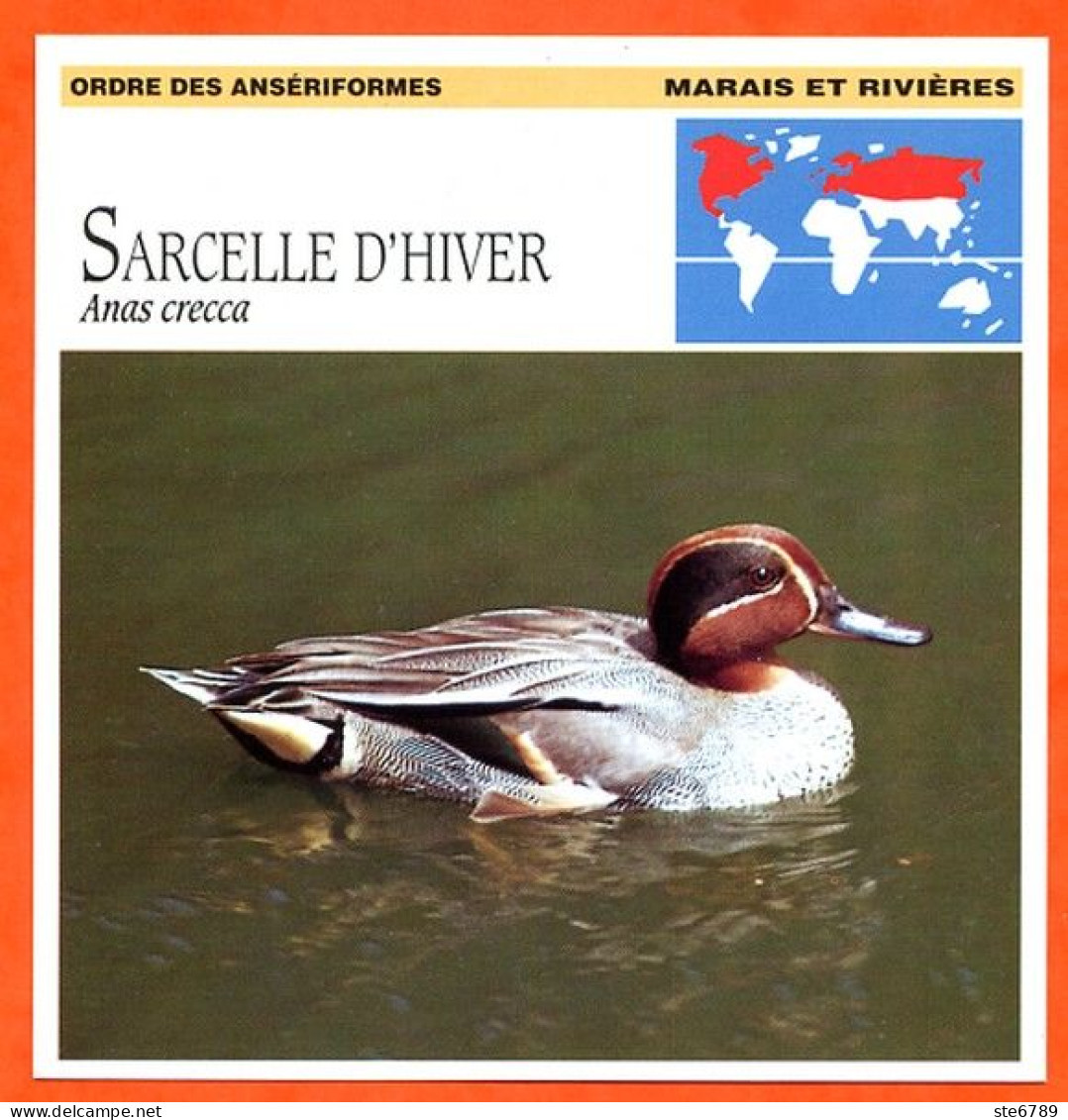 SARCELLE D'HIVER 1 Animaux Animal Oiseaux Du Monde Marais Rivières Fiche Illustree Documentée - Animali