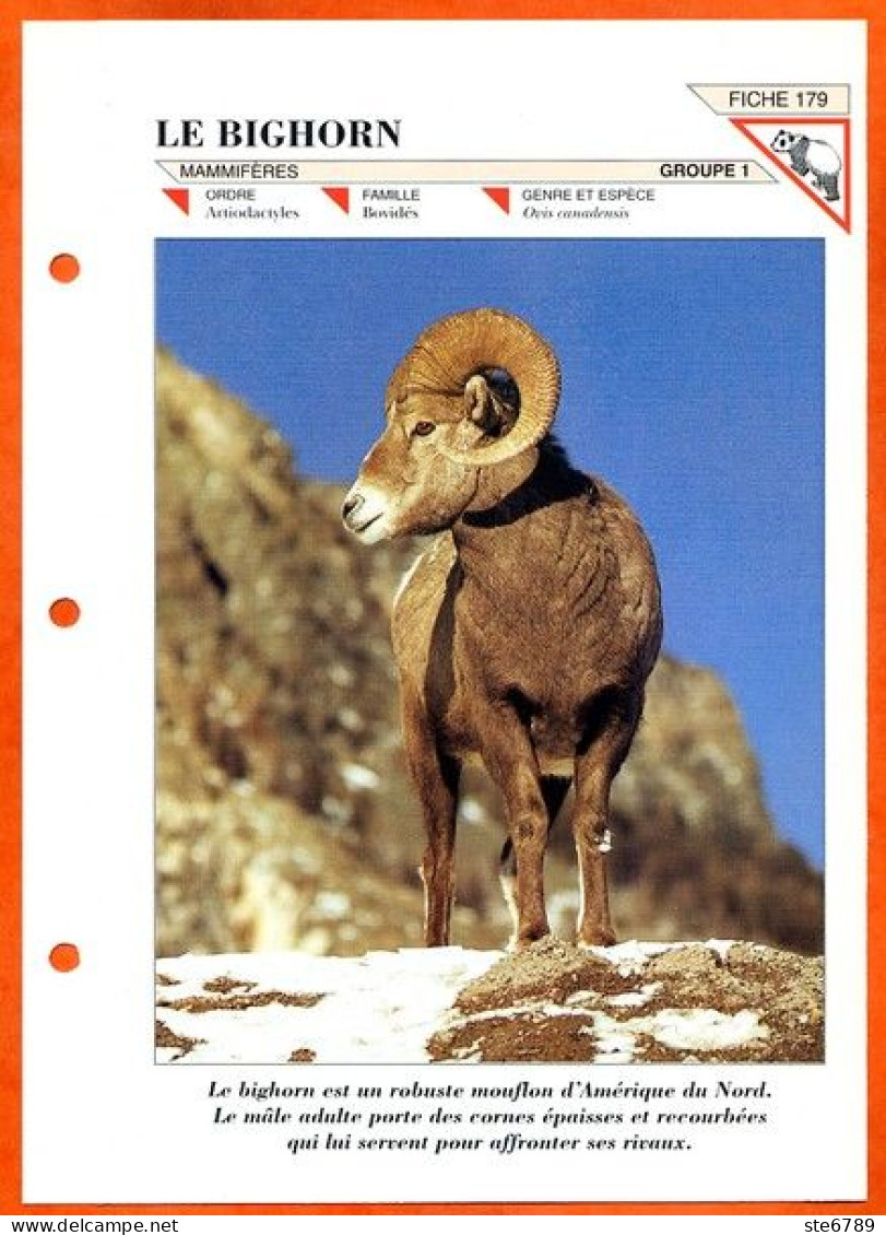 BIGHORN  Animal Mammifère Fiche Depliante  Illustrée Documentée Animaux - Tiere