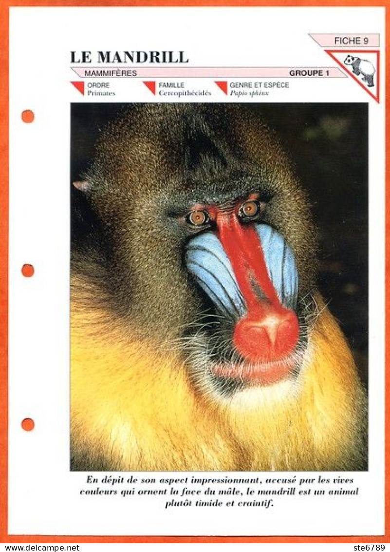 MANDRILL Singe  Animal Mammifère  Illustrée Documentée Animaux Mammifères Fiche Dépliante - Animales