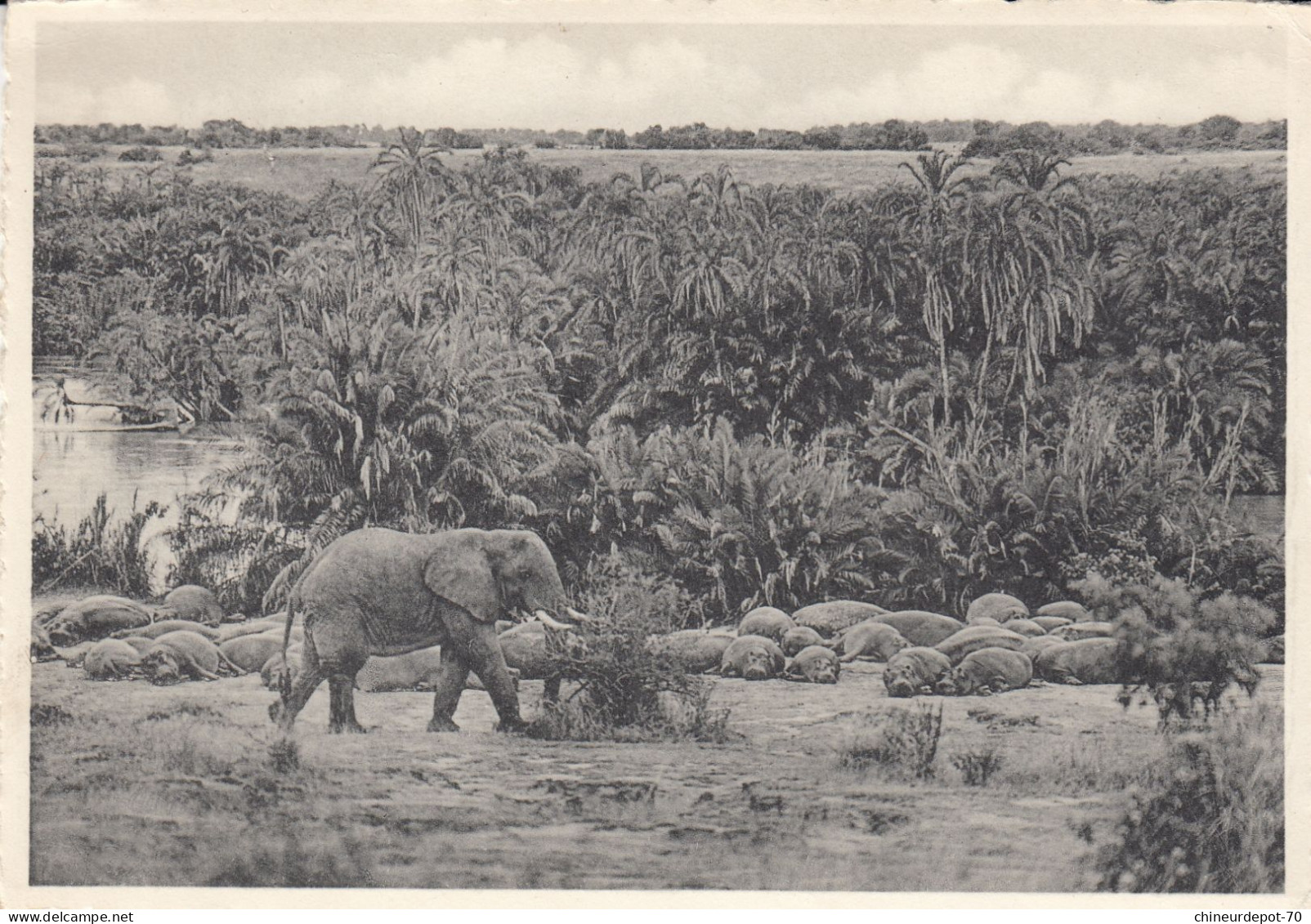 Eléphant Et Hippopotames Bugugu (rivière Rutshuru Plaine Du Lac Edouard Altitude 925 M Parc National Albert - Congo Belga