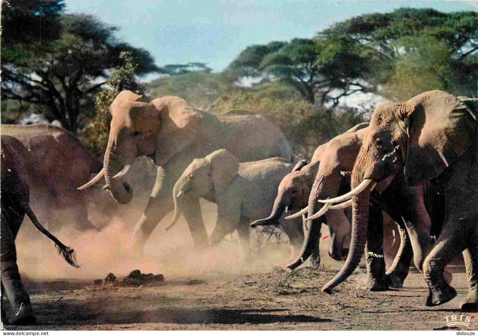 Animaux - Eléphants - CPM - Voir Scans Recto-Verso - Elephants