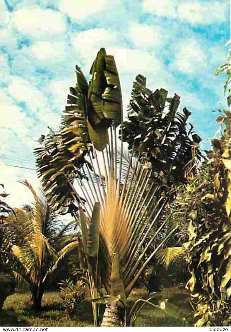 Antilles - L'arbre Du Voyageur - Carte Neuve - CPM - Voir Scans Recto-Verso - Altri & Non Classificati
