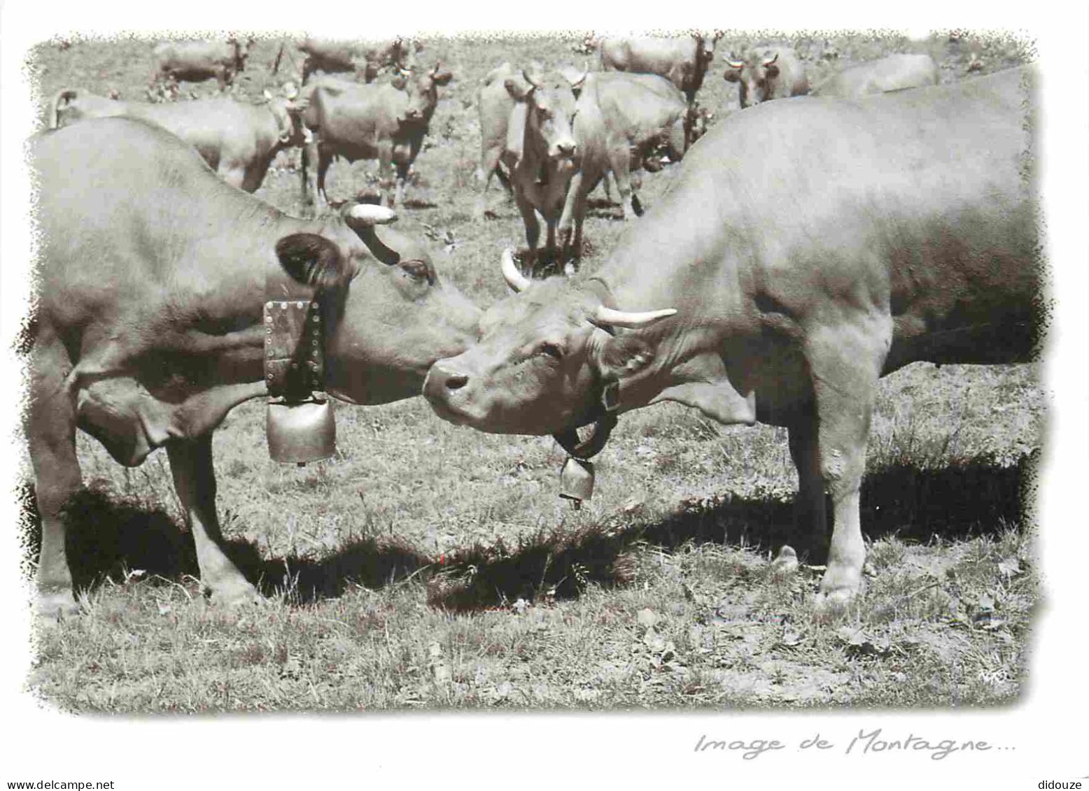 Animaux - Vaches - Image De Montagne - Cloche - Tendresse - CPM - Carte Neuve - Voir Scans Recto-Verso - Vacas