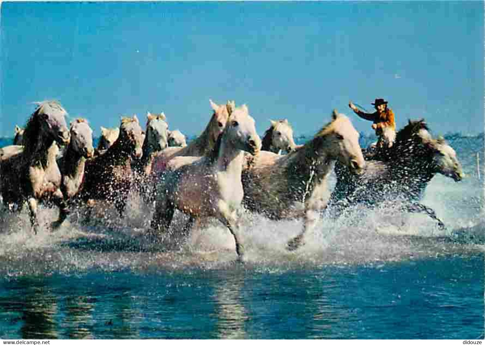 Animaux - Chevaux - Camargue - Chevauchée En Camargue - CPM - Voir Scans Recto-Verso - Pferde