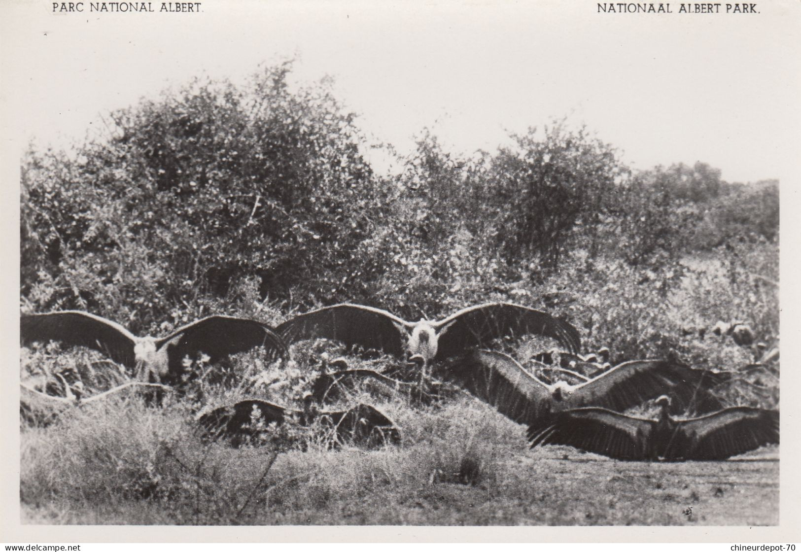 Vautours Et Cigognes Marabouts Plaine Du Lac Edward Photo A  Denis Roosevelt - Congo Belga