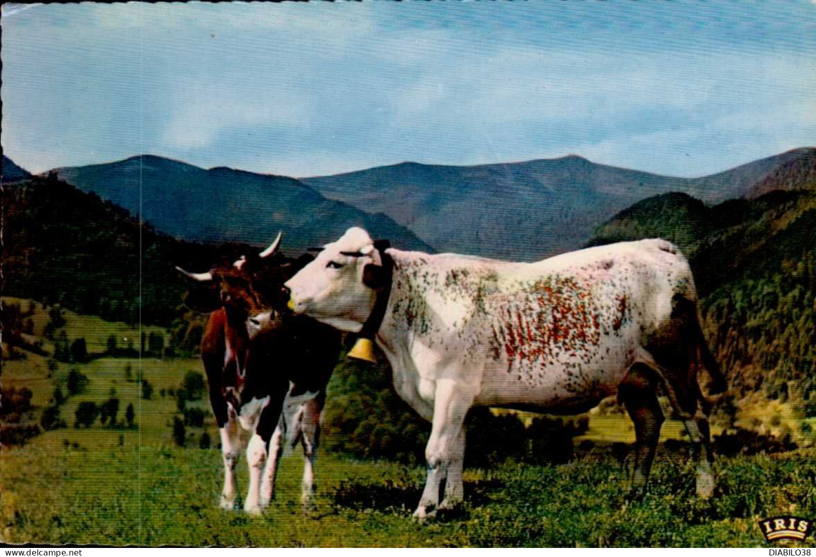 VACHE - Vacas