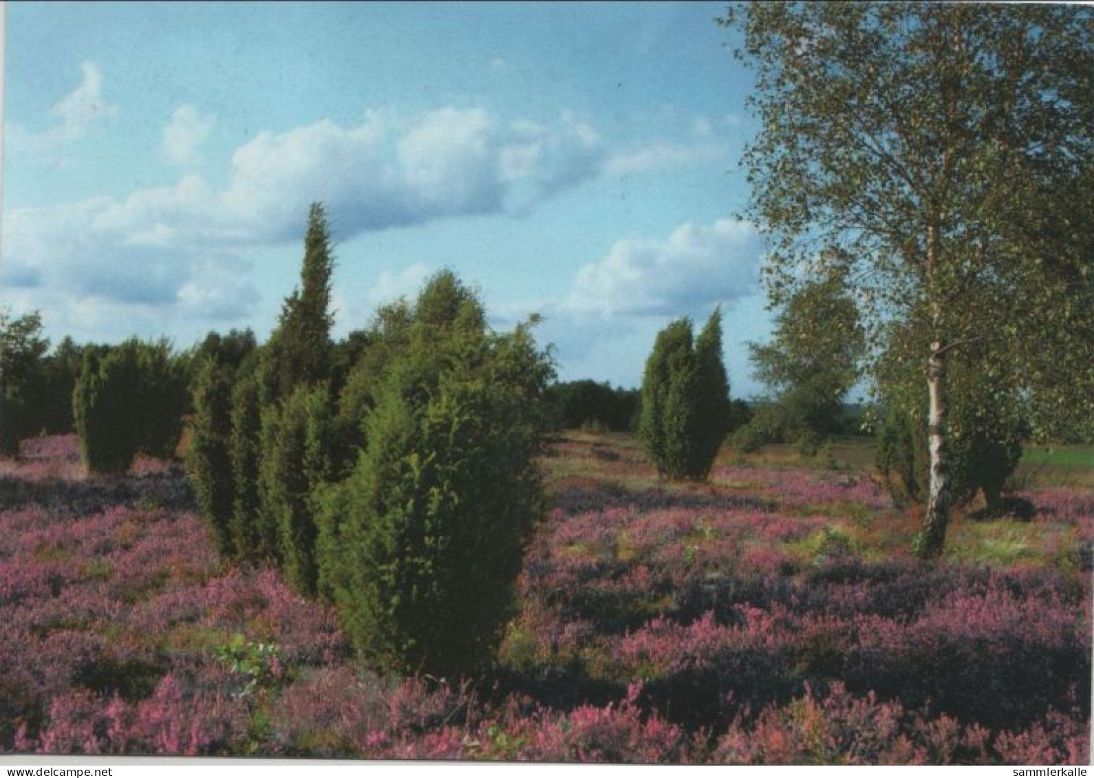 9000456 - Lüneburger Heide - Heidelandschaft - Lüneburger Heide