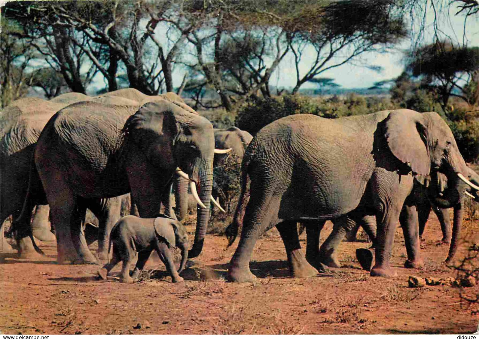 Animaux - Eléphants - CPM - Voir Scans Recto-Verso - Elefanten